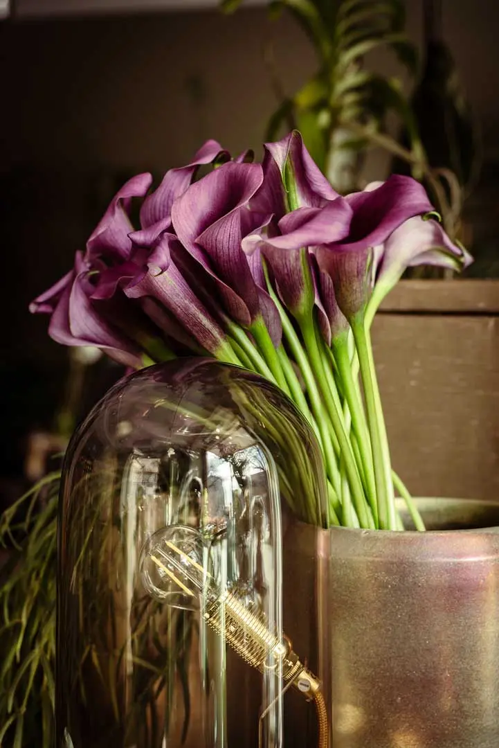 Ein Strauß lilafarbener Calla-Lilien mit langen grünen Stielen in einer Metallvase steht neben einer gläsernen Glühbirne im Vintage-Stil, mit Blattpflanzen im Hintergrund.