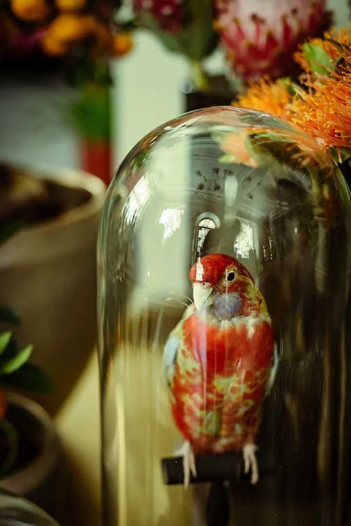 Ein ausgestopfter, farbenfroher rot-gelber Papagei sitzt auf einem Ständer in einer Glaskuppel, umgeben von verschwommenen orangefarbenen und grünen Blumen und Pflanzen im Hintergrund.