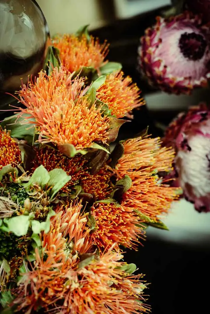 Eine Nahaufnahme von leuchtend orangefarbenen Stachelblüten mit grünen Blättern neben einer lila-weißen Blüte mit gekräuselten Rändern, die ein auffälliges und farbenfrohes Blumenarrangement bilden.